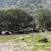 Τρία νέα επιβεβαιωμένα κρούσματα αφθώδους πυρετού στη Λέσβο
