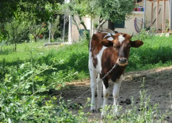 Καθολικό lockdown στα κτηνοτροφικά προϊόντα της Λέσβου έπειτα από κρούσμα αφθώδους πυρετού