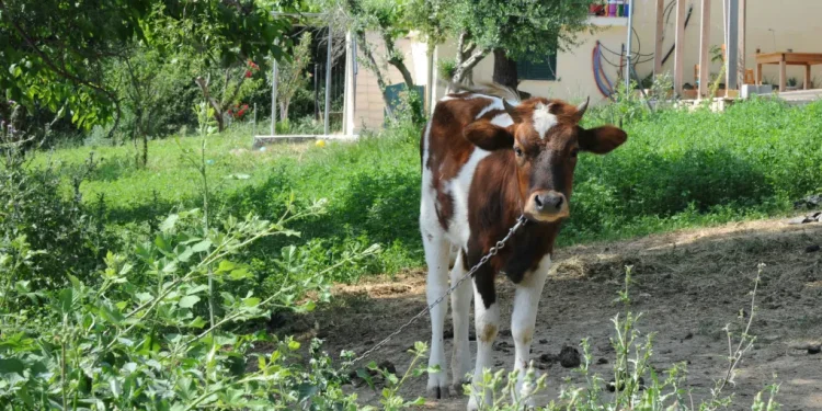 Καθολικό lockdown στα κτηνοτροφικά προϊόντα της Λέσβου έπειτα από κρούσμα αφθώδους πυρετού