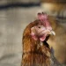 Κότες και κατσίκες σε ταράτσα στους Αμπελόκηπους