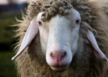 Διευκρινίσεις για τον αφθώδη πυρετό – Ερωτήσεις και απαντήσεις