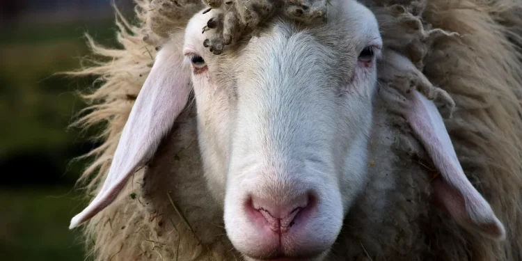 Διευκρινίσεις για τον αφθώδη πυρετό – Ερωτήσεις και απαντήσεις Διευκρινίσεις για τον αφθώδη πυρετό – Ερωτήσεις και απαντήσεις