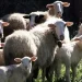 Ακόμα 16 κρούσματα αφθώδους πυρετού
