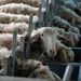 Στα 2.152 τα κρούσματα ευλογιάς αιγοπροβάτων – Στις 486.666 οι θανατώσεις