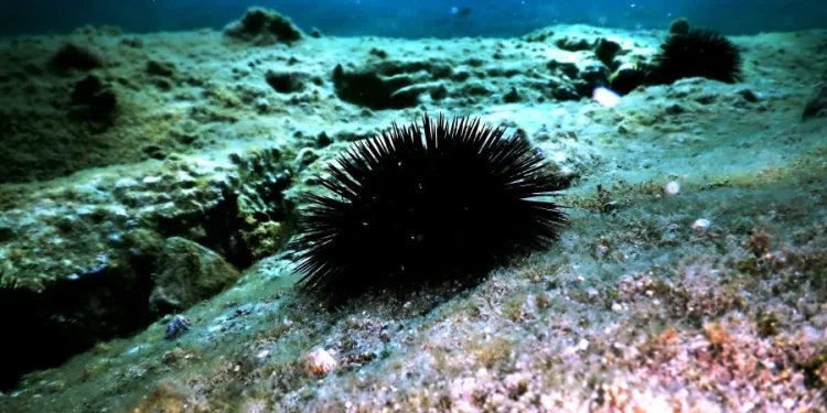 Πέντε συλλήψεις για παράνομη αλιεία αχινών