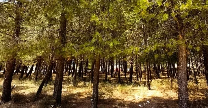 Επτά στις δέκα περιοχές Natura προστατεύονται από ΕΠΜ – Τι σηματοδοτεί η απόφαση για τα Ιωάννινα