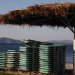 Ανάβυσσος: Συνελήφθη 72χρονος για παράνομη κατάληψη παραλίας με 200 ομπρέλες και 400 ξαπλώστρες