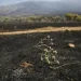 Στον ανακριτή σήμερα οι δύο συλληφθέντες για τη μεγάλη πυρκαγιά στη Βοιωτία