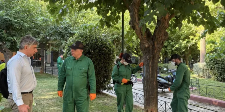 Ο Δήμος Αθηναίων θωρακίζει τις μουριές από το κινέζικο σκαθάρι