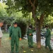 Ο Δήμος Αθηναίων θωρακίζει τις μουριές από το κινέζικο σκαθάρι