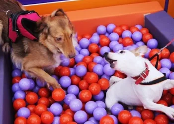 Η άνοδος του pet sitting στην Ελλάδα – Πόσο κοστίζει η φιλοξενία