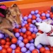Η άνοδος του pet sitting στην Ελλάδα – Πόσο κοστίζει η φιλοξενία