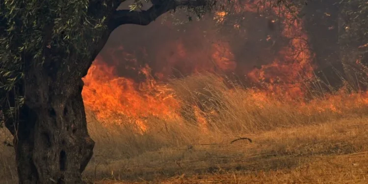 Πυρκαγιά σε χορτολιβαδική έκταση στην Πέλλα – FANTOMAS.GR
